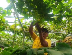 Di Balik Rimbun ‘Kampung Anggur’ di Gang Sempit Cimahi